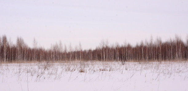 白雪覆盖的田野和郊区桦树幼林的全景。图片下载