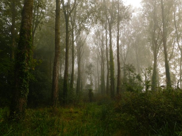 雾蒙蒙的森林图片下载