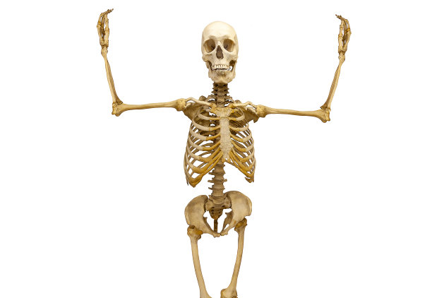 在白色背景上举起手臂的人类骨骼图片下载