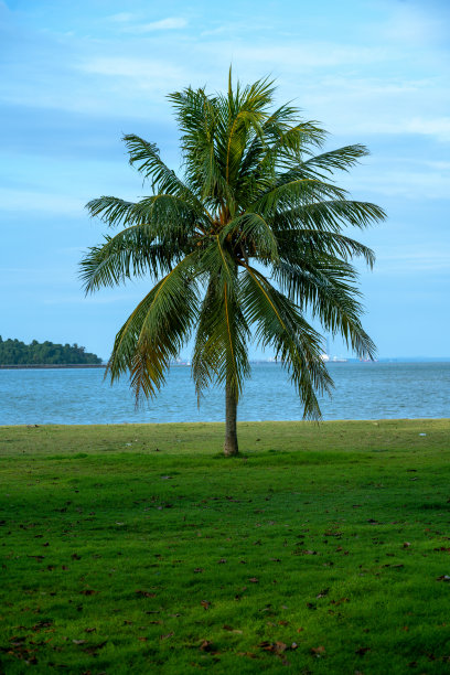 棕榈树背对海景和天空，热带樟宜海滩图片下载