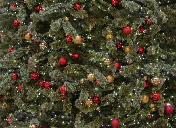 关闭在荷兰阿姆斯特丹的圣诞树图片下载