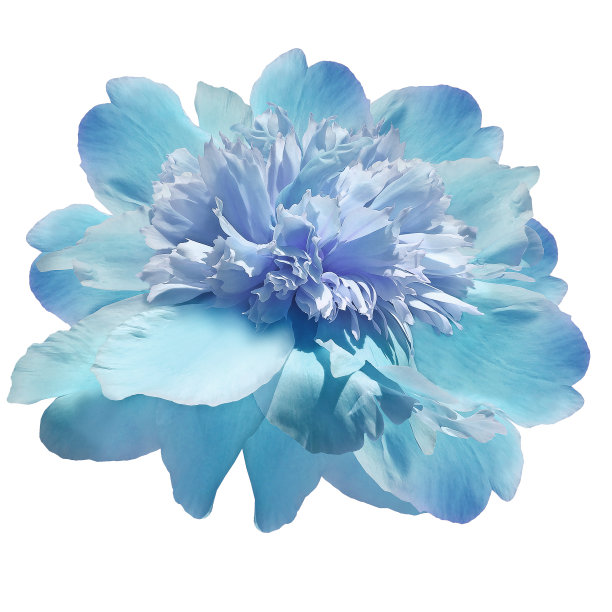 淡绿松石牡丹花在白色孤立的背景与修剪路径。特写镜头。为设计。大自然。图片下载