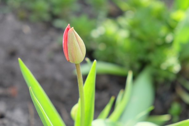 郁金香花的小芽。模糊的背景上的春花蓓蕾。图片下载