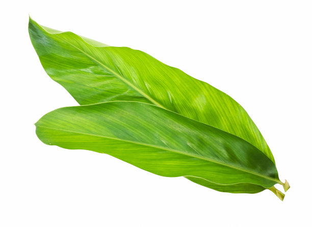 在白色背景上分离的生姜叶图片下载