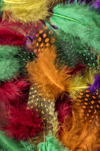 美丽的多色羽毛图片下载