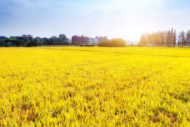 亚洲的一大片稻田图片下载