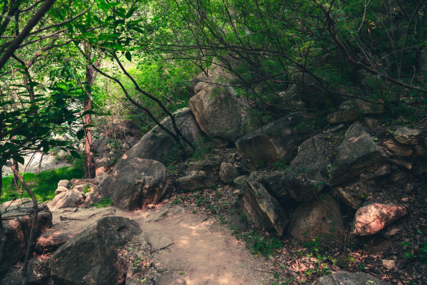 原始森林、自然风光、山谷、丛林、岩石、溪流、林荫小道图片下载