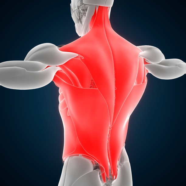 人体肌肉系统躯干肌肉解剖图片下载