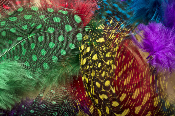 美丽的多色羽毛图片下载