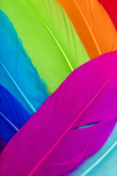 羽毛集特写(多色)图片下载