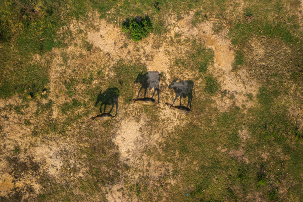 群水牛图片下载