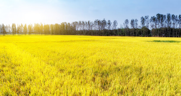 亚洲的一大片稻田图片下载