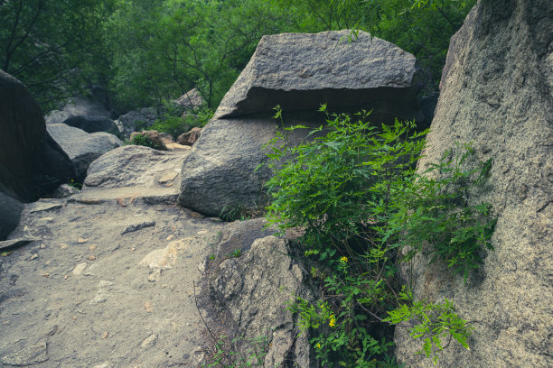 原始森林、自然风光、山谷、丛林、岩石、溪流、林荫小道图片下载