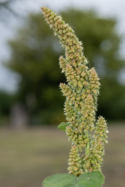 小米的植物图片下载