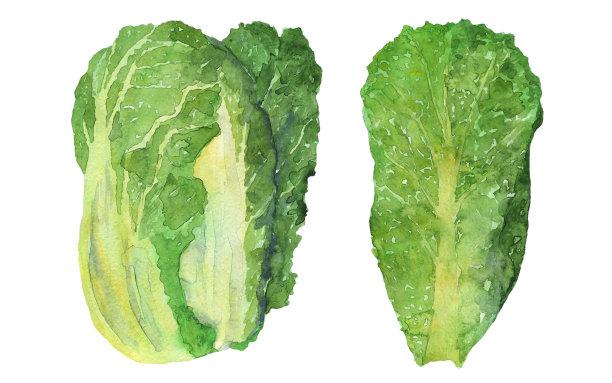 中国或韩国的卷心菜和叶孤立在白色的背景。水彩手绘插图绿色纳帕甘蓝蔬菜设计。完美的菜单，封面，背景，食物图像，打印。图片下载