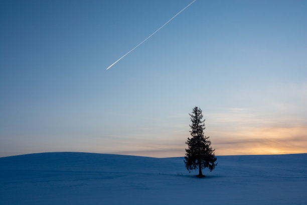 松树屹立在雪地里，在黄昏的天空中留下了轨迹图片下载