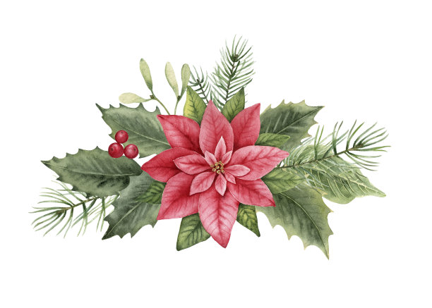 圣诞花装饰一品红，冬青浆果，树叶。图片下载