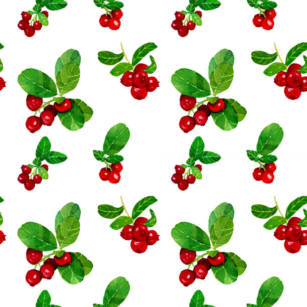 水彩无缝图案的蔓越莓枝在白色的背景图片下载