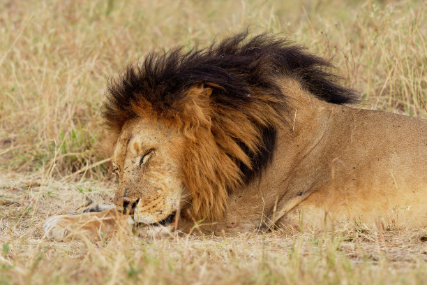 沉睡的狮子——狮子之王。狮子——非洲最大的猫科动物，成年雄性大狮子躺在非洲肯尼亚马赛马拉国家公园的灌木丛中睡觉图片下载