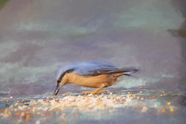 以林地为背景的欧亚nuthch的数字绘画。图片下载