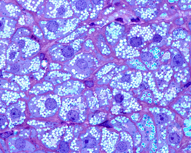 肾上腺。束状带。Semithin节图片下载