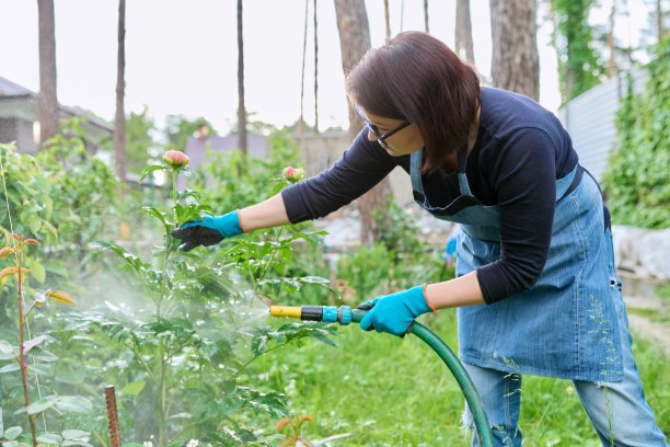 一位妇女在后院的花坛里用软管浇花。图片下载