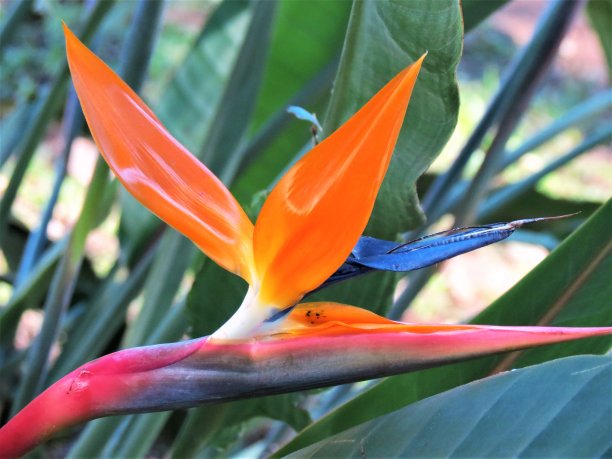 雷金纳德修女。图片下载