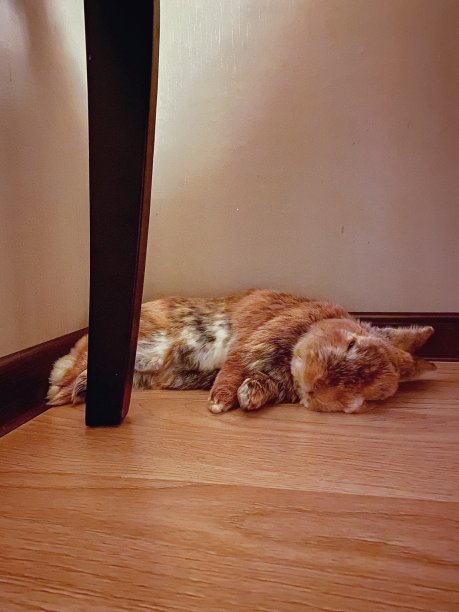 小兔子睡觉图片下载