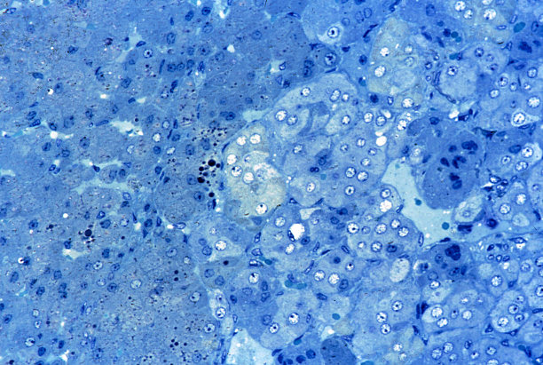 肾上腺髓质。Semithin节图片下载