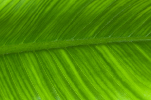 特写新鲜的绿叶，它显示细节和纹理，绿色的自然背景图片下载