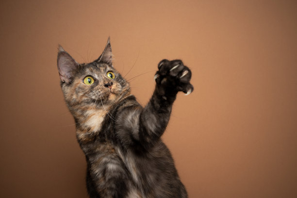 白花猫在棕色背景上玩耍举起爪子图片下载