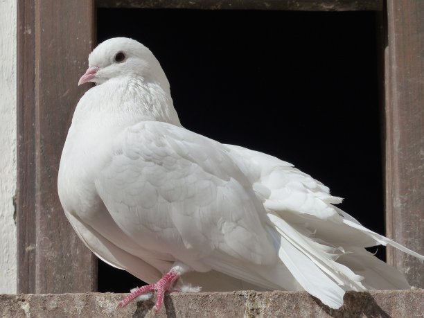 鸟、鸽子图片下载
