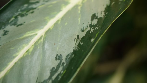 叶子图案背景图片下载