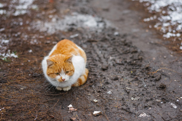 悲伤的猫坐在潮湿的土地在寒冷的天气图片下载