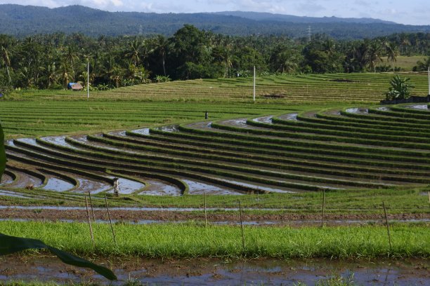 巴厘岛塔巴南的梯田景观图片下载