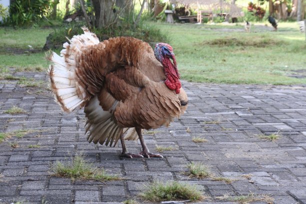 火鸡在房子前面。活的美丽火鸡的照片。红火鸡同时发声图片下载