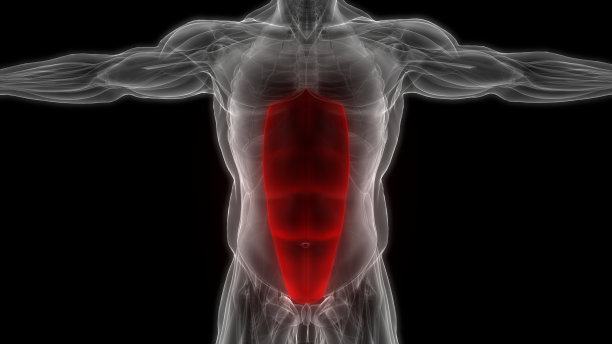 人体肌肉系统躯干肌肉腹直肌解剖图片下载