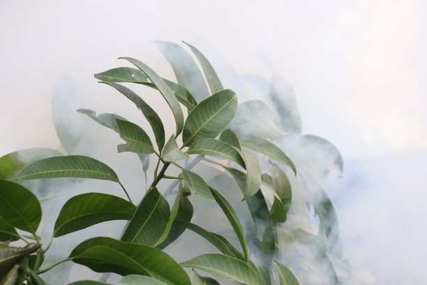 芒果叶子暴露在燃烧垃圾产生的烟雾中。雾树叶的照片。抽象的树叶和烟雾。图片下载