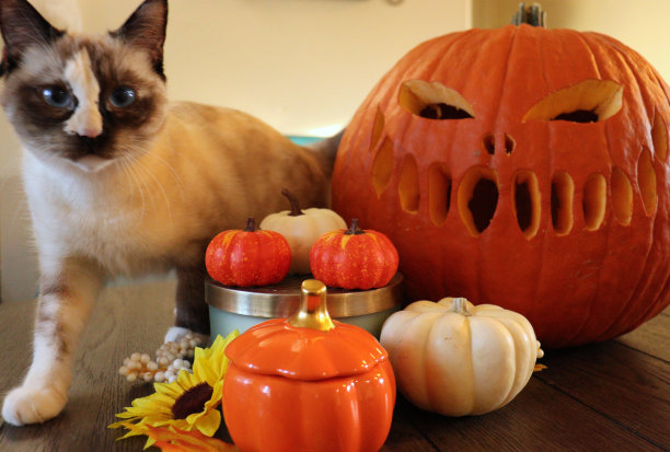 万圣节的猫图片下载