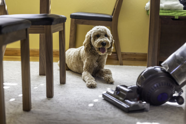 Goldendoodle和真空图片下载