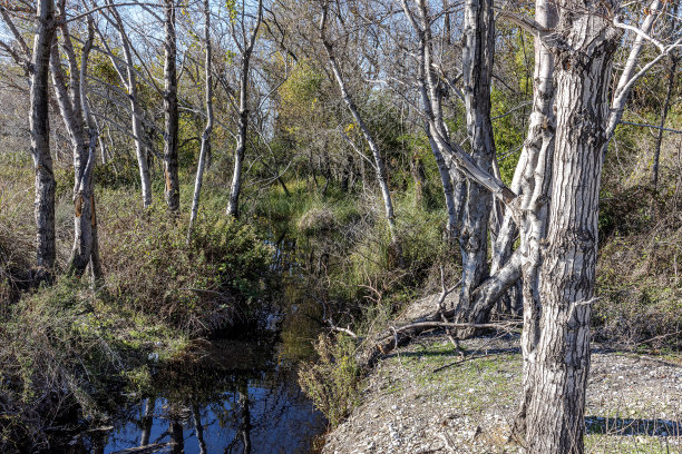 秋天森林中小溪边落叶的树木图片下载