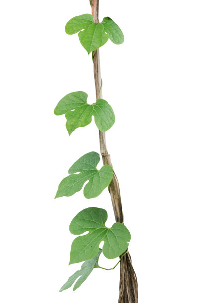 孤立的常春藤植物包括白色背景上的修剪路径图片下载