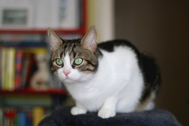 室内的猫图片下载