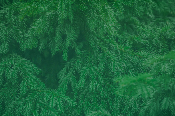 常青树图片下载