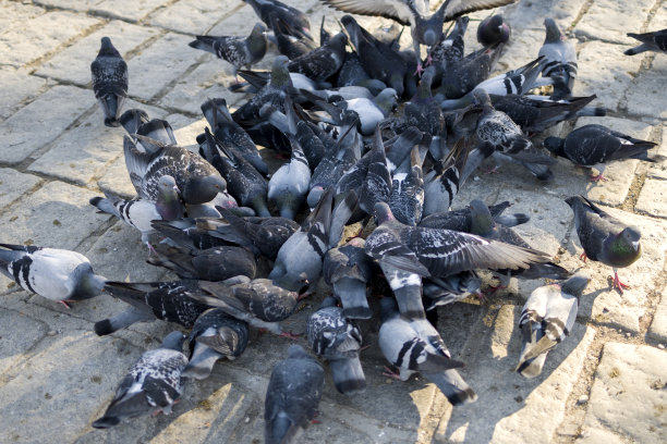 一群鸽子在清真寺的院子里吃小麦图片下载