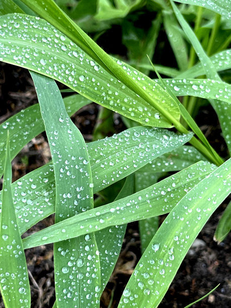 鲜绿的小草上有雨滴。夏天自然背景。自然场景与水滴在绿叶上。清新自然的美丽艺术形象图片下载