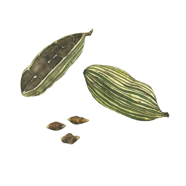 豆蔻香料，种子在白色底色上分离。水彩手绘插图设计食物，烹饪，热酒，药物，芳香疗法。图片下载