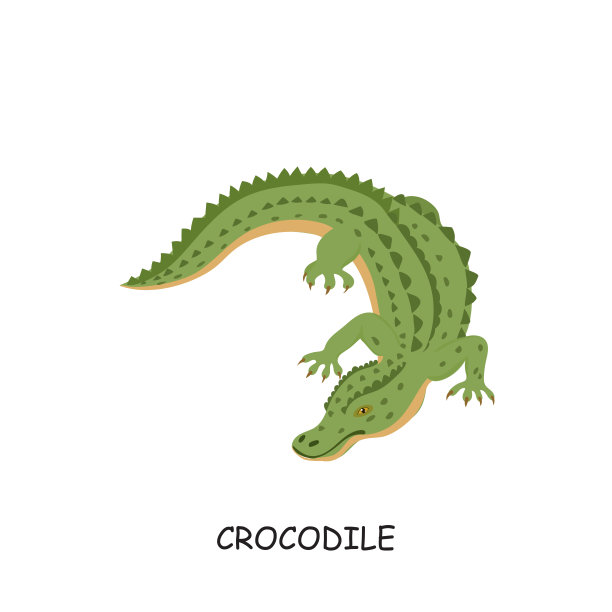 鳄鱼、非洲动物。矢量插图孤立的白色背景。图片下载