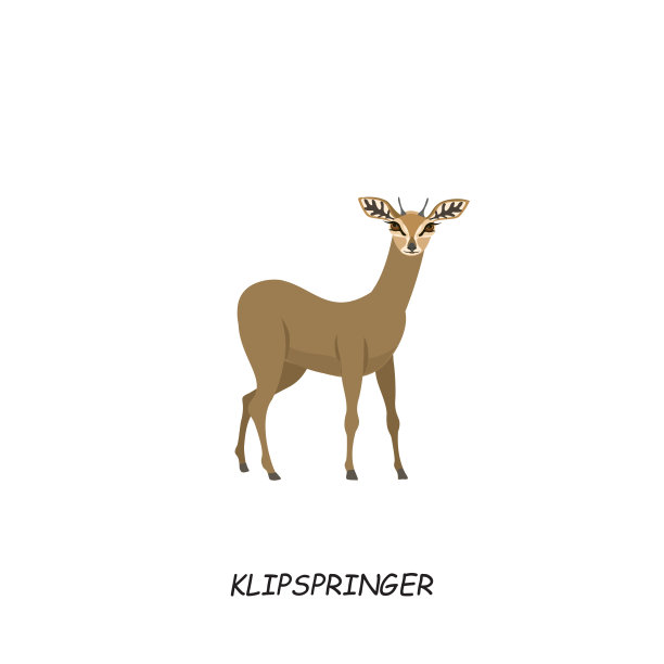 克利普斯普林格，非洲有蹄动物。矢量插图孤立的白色背景。图片下载