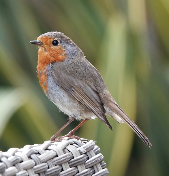 一张漂亮的特写照片，一只欧洲知更鸟栖息在花园椅子的扶手上，背景是模糊的绿色。图片下载